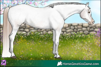 Horse Color:Brown Mushroom Appaloosa 