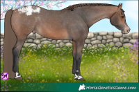 Horse Color:Brown Mushroom Appaloosa