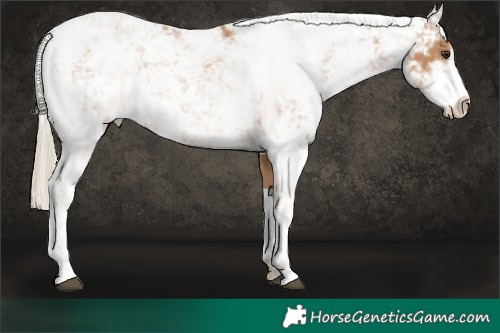 Horse Color:Chestnut Mushroom Sabino