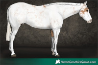 Horse Color:Chestnut Mushroom Sabino 