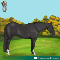 Horse Color:Smoky Black