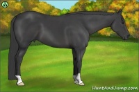 Horse Color:Smoky Black 