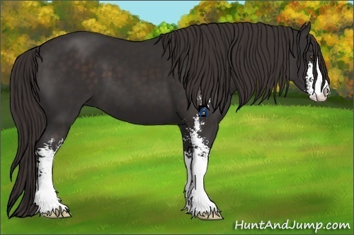 Horse Color:Liver Chestnut Sabino Frame 