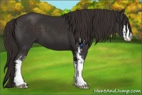 Horse Color:Liver Chestnut Sabino Frame 