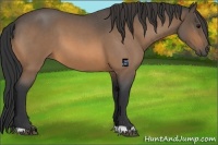 Horse Color:Buckskin Roan 