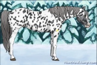 Horse Color:White Spotted Black Splash Tobiano Frame Appaloosa