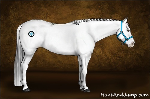 Horse Color:Black Sabino Splash