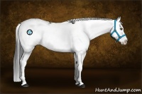 Horse Color:Black Sabino Splash 