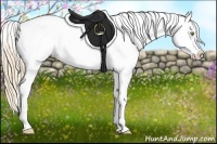 Horse Color:Gold Champagne Appaloosa