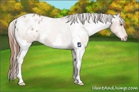 Horse Color:White Spotted Bay Pearl Appaloosa 