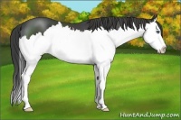 Horse Color:Smoky Black Sabino Splash
