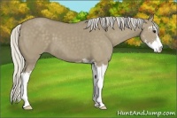 Horse Color:Silver Smoky Grullo Sabino