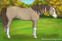 Horse Color:Classic Cream Champagne Sabino Splash Rabicano