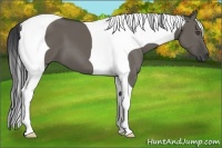 Horse Color:Grullo Tobiano