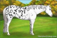 Horse Color:Black Sabino Appaloosa