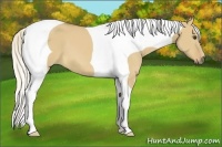 Horse Color:Palomino Dun Tobiano Frame