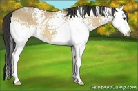 Horse Color:White Spotted Buckskin Dun Splash 