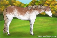 Horse Color:White Spotted Chestnut 