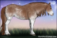Horse Color:White Spotted Chestnut