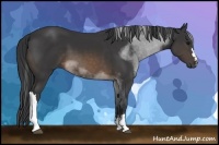 Horse Color:Buckskin Sabino