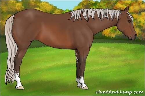 Horse Color:Unknown 