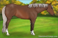 Horse Color:Unknown 