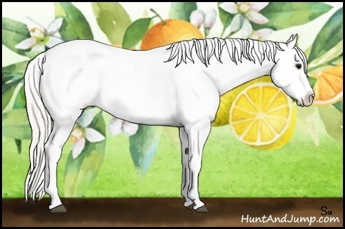 Horse Color:White Spotted Silver Brown Splash Blanket Rabicano
