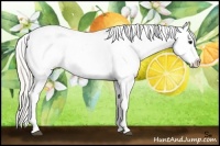 Horse Color:White Spotted Silver Brown Splash Appaloosa Rabicano 