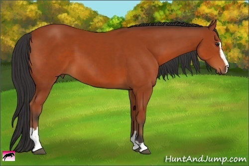 Horse Color:Bay Sabino 