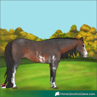 Horse Color:Brown Sabino
