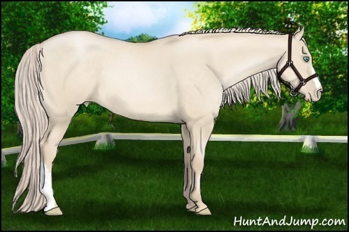Horse Color:Palomino Pearl Dun 