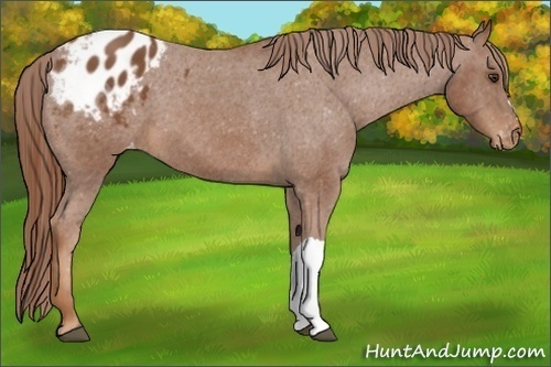 Horse Color:Chestnut Appaloosa 