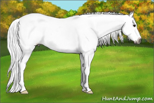 Horse Color:Gray Buckskin Appaloosa 