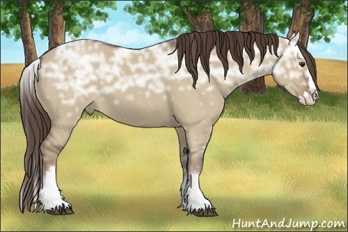 Horse Color:White Spotted Liver Red Dun Ice Roan Splash Rabicano 