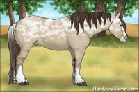 Horse Color:White Spotted Liver Red Dun Ice Roan Splash Rabicano