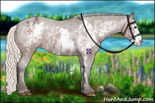Horse Color:White Spotted Silver Bay Frame Appaloosa 
