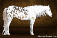 Horse Color:Buckskin Tobiano Appaloosa