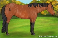 Horse Color:Bay  Brindle