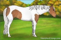 Horse Color:Silver Bay Tobiano