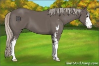 Horse Color:Silver Black Sabino 