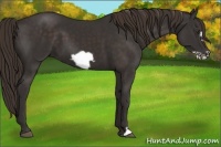 Horse Color:Liver Chestnut Frame 