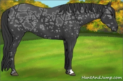 Horse Color:Black Ice 