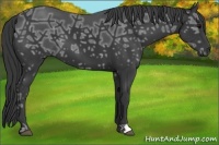 Horse Color:Black Ice 