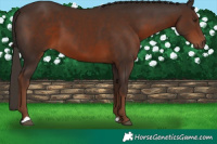 Horse Color:Liver Chestnut 