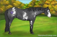 Horse Color:White Spotted Blue Roan Splash Frame Varnish