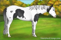 Horse Color:Black Splash Tobiano 