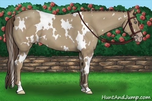 Horse Color:White Spotted Classic Cream Champagne 