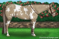 Horse Color:White Spotted Classic Cream Champagne 