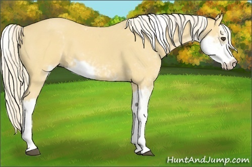 Horse Color:Palomino Sabino
