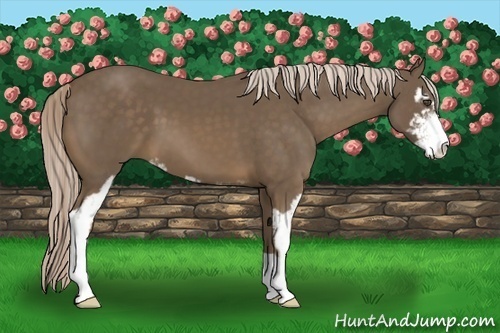 Horse Color:Chocolate Palomino Sabino 